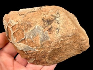 Septaria, kolekcja, kolekcjonerski, Nowy Kościół, Dolnyśląsk minerały, kamienie naturalne, dekoracja (22).jpg