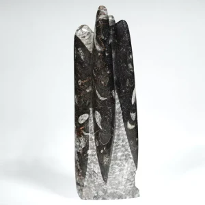 Orthoceras, skamielona czarna, skamieniałość naturalna, Maroko, samostojąca, stojący, dekoracja, prezent (5).webp
