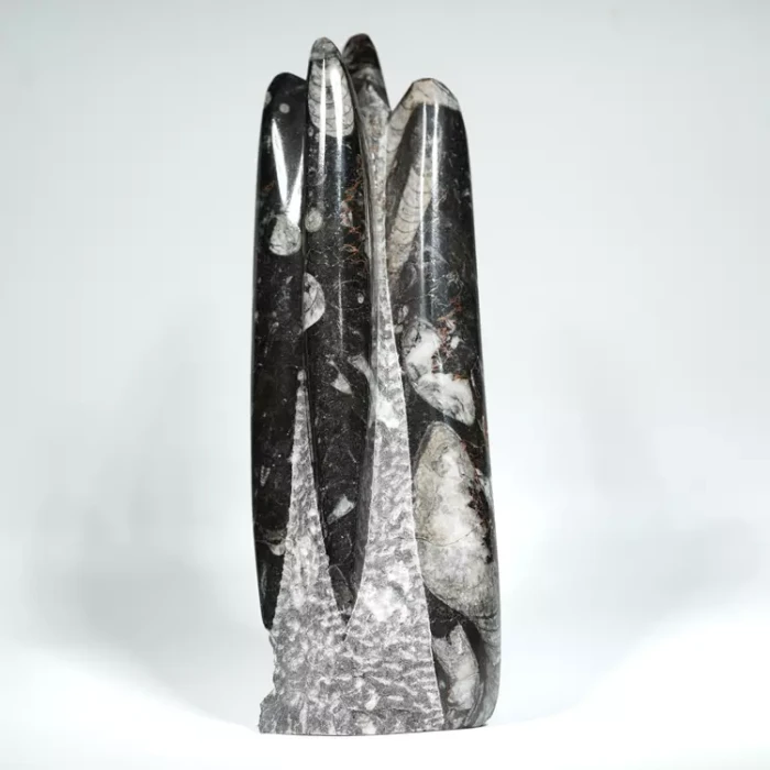 Orthoceras, skamielona czarna, skamieniałość naturalna, Maroko, samostojąca, stojący, dekoracja, prezent (4).webp