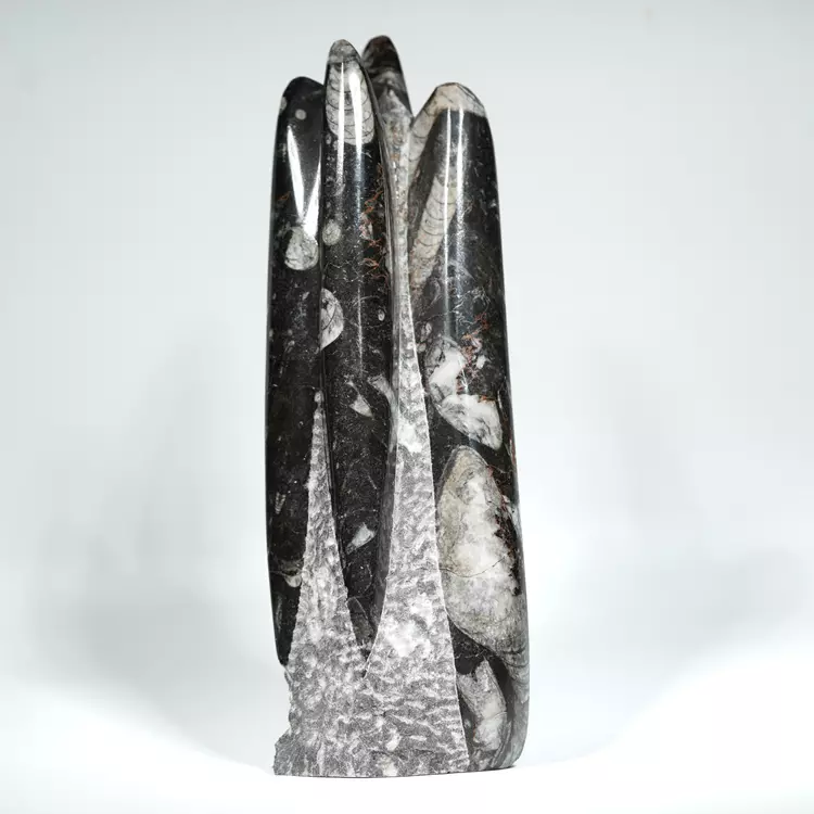 Orthoceras, skamielona czarna, skamieniałość naturalna, Maroko, samostojąca, stojący, dekoracja, prezent (4).webp