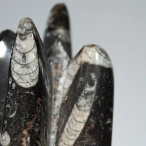 Orthoceras, skamielona czarna, skamieniałość naturalna, Maroko, samostojąca, stojący, dekoracja, prezent (6).webp