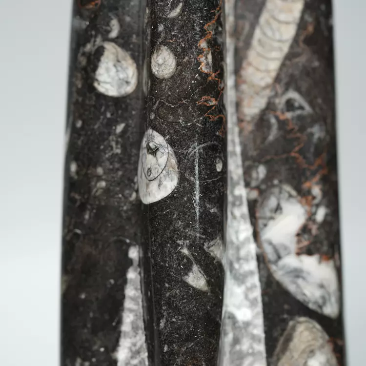 Orthoceras, skamielona czarna, skamieniałość naturalna, Maroko, samostojąca, stojący, dekoracja, prezent (7).webp