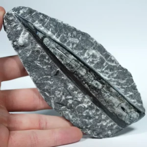 Skamienałosc-dekoracja-orthoceras-naturalna-w skale (9).webp