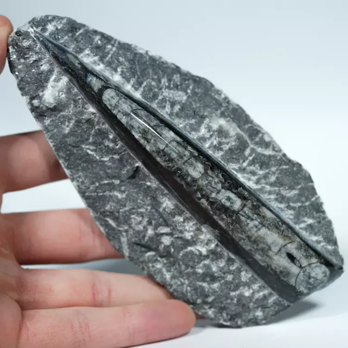 Skamienałosc-dekoracja-orthoceras-naturalna-w skale (9).webp
