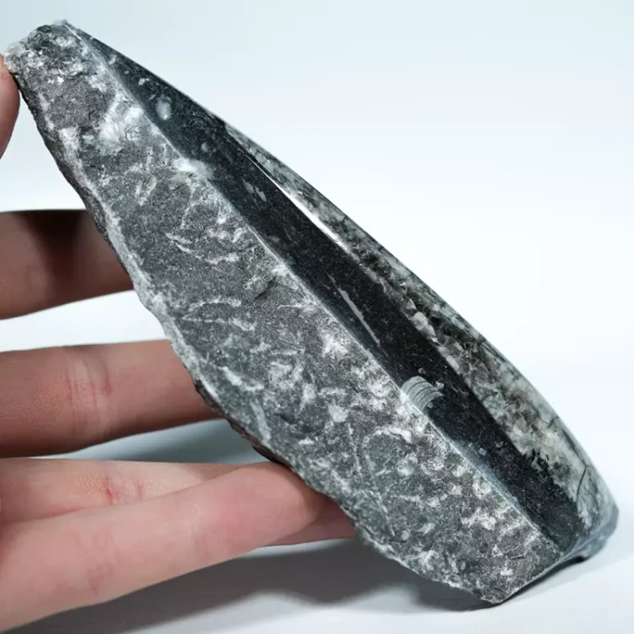 Skamienałosc-dekoracja-orthoceras-naturalna-w skale (10).webp