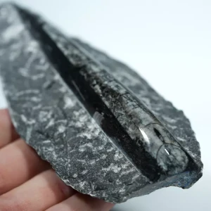 Skamienałosc-dekoracja-orthoceras-naturalna-w skale (11).webp