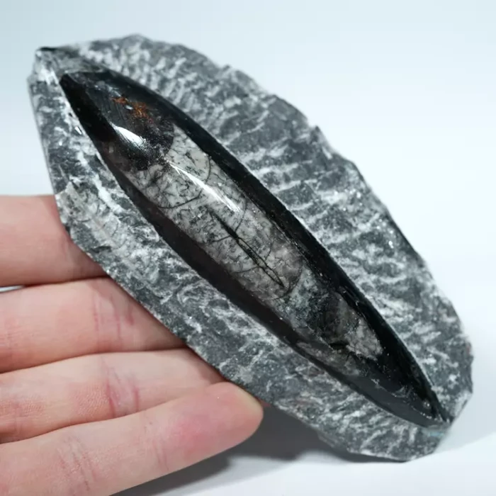 Skamienałosc-dekoracja-orthoceras-naturalna-w skale (1).webp
