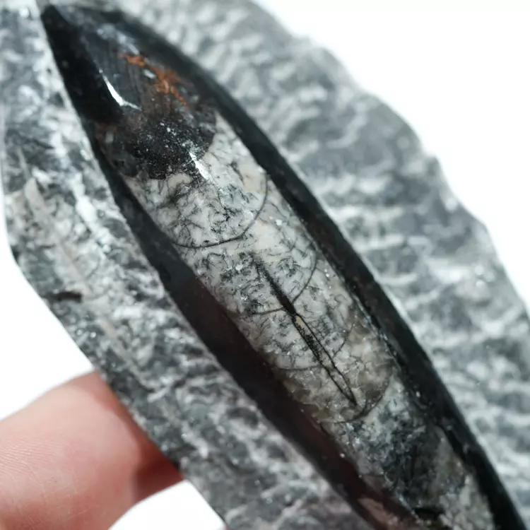 Skamienałosc-dekoracja-orthoceras-naturalna-w skale (2).webp