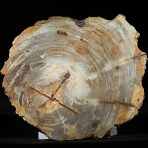 wielki-drzewo-skamieniale-plaster-dekoracja-skamielina (11).webp