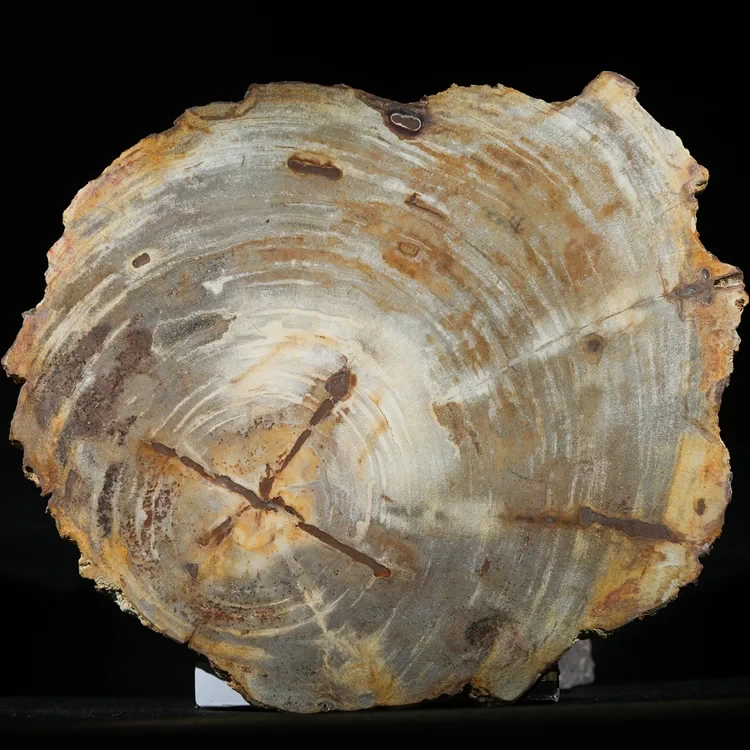 wielki-drzewo-skamieniale-plaster-dekoracja-skamielina (11).webp