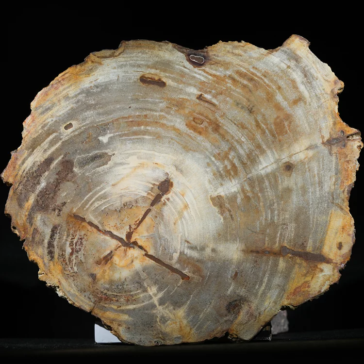 wielki-drzewo-skamieniale-plaster-dekoracja-skamielina (11).webp