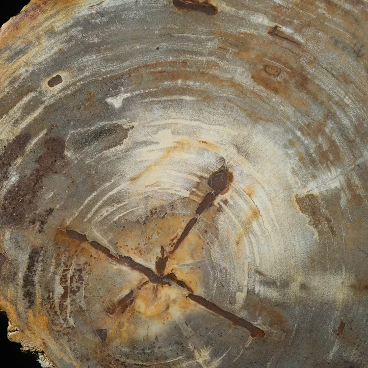 wielki-drzewo-skamieniale-plaster-dekoracja-skamielina (12).webp