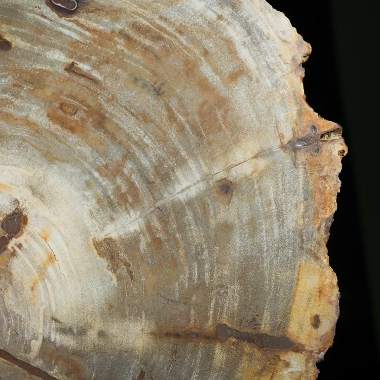 wielki-drzewo-skamieniale-plaster-dekoracja-skamielina (13).webp