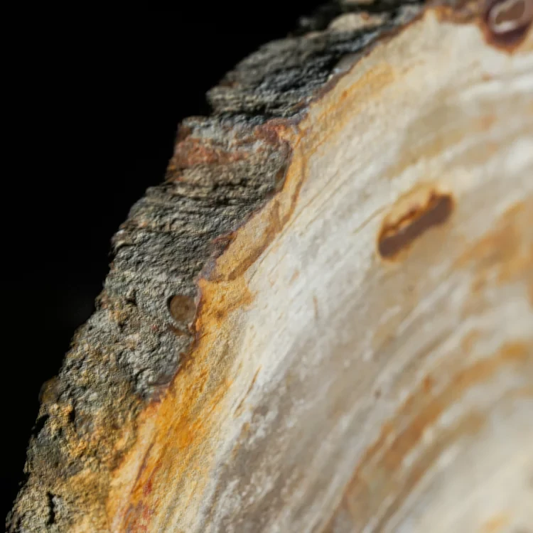 wielki-drzewo-skamieniale-plaster-dekoracja-skamielina (15).webp