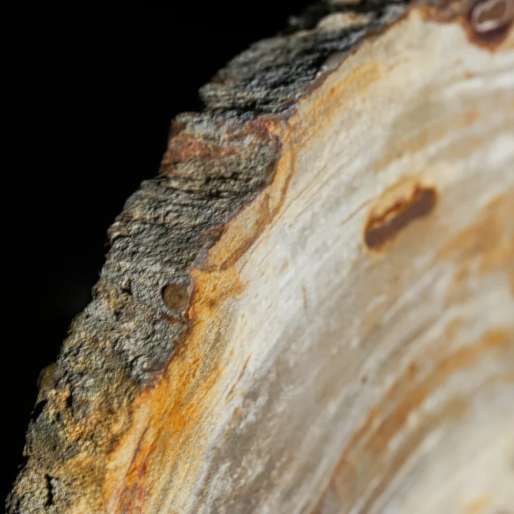 wielki-drzewo-skamieniale-plaster-dekoracja-skamielina (15).webp