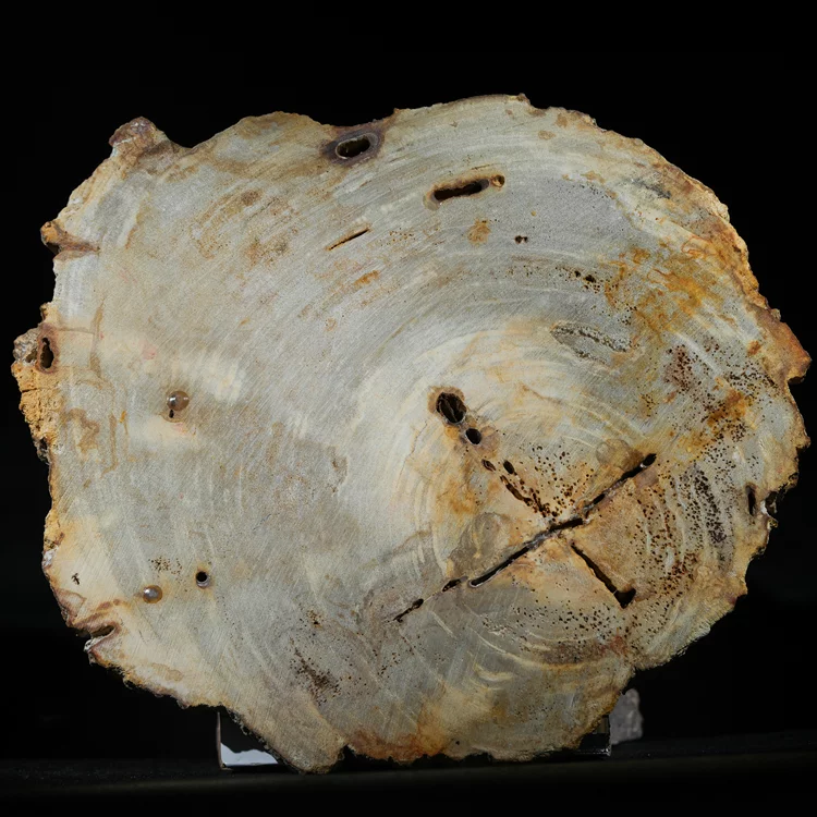 wielki-drzewo-skamieniale-plaster-dekoracja-skamielina (14).webp