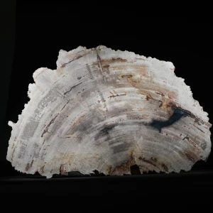 wielki-drzewo-skamieniale-plaster-dekoracja-skamielina (1).webp