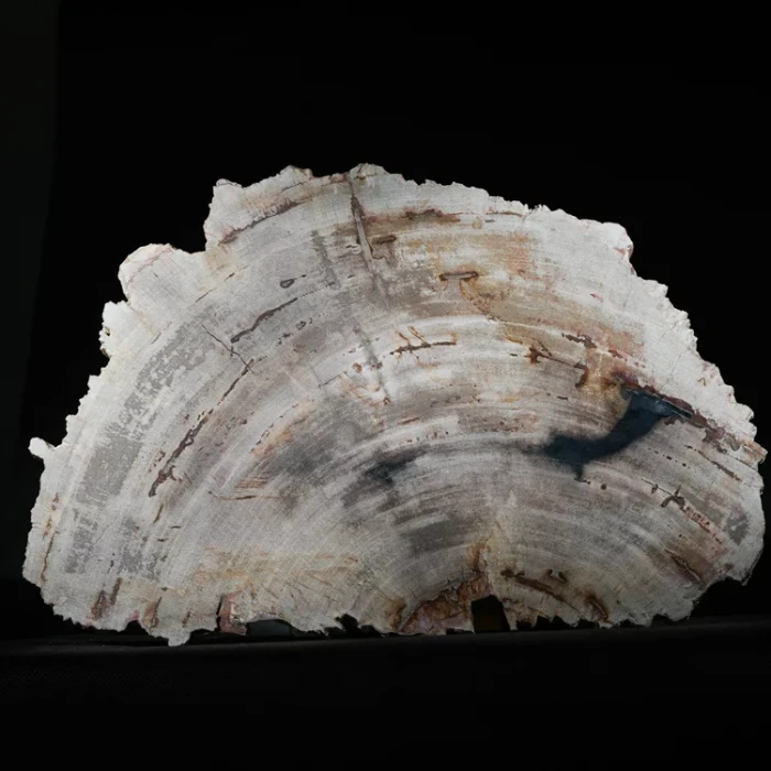 wielki-drzewo-skamieniale-plaster-dekoracja-skamielina (1).webp
