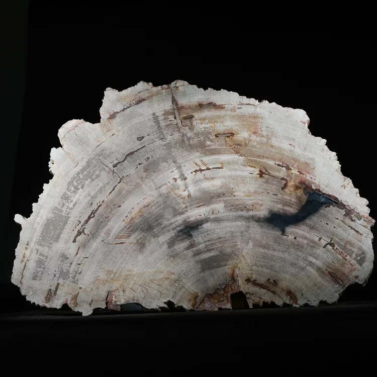 wielki-drzewo-skamieniale-plaster-dekoracja-skamielina (1).webp