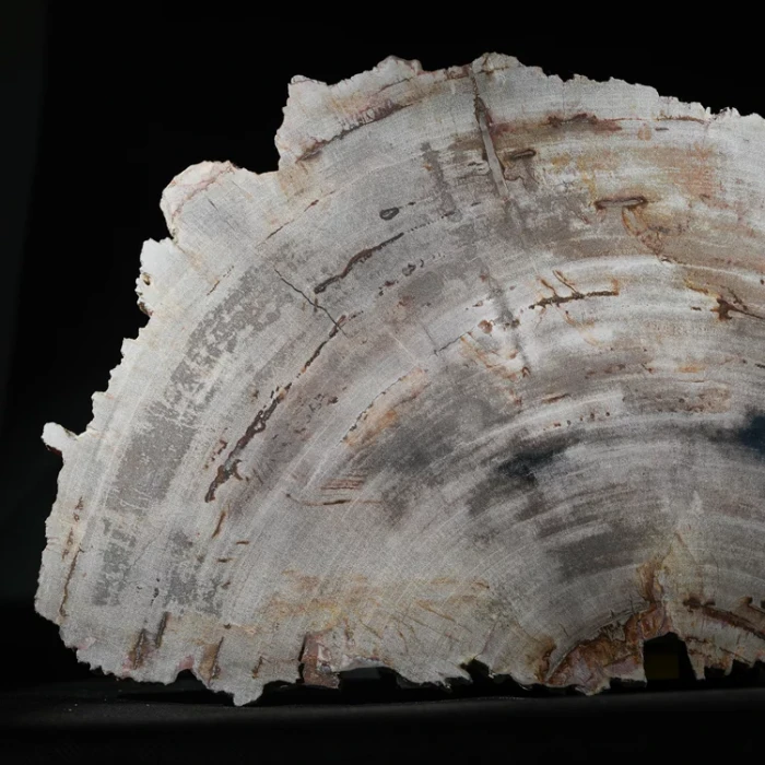 wielki-drzewo-skamieniale-plaster-dekoracja-skamielina (2).webp