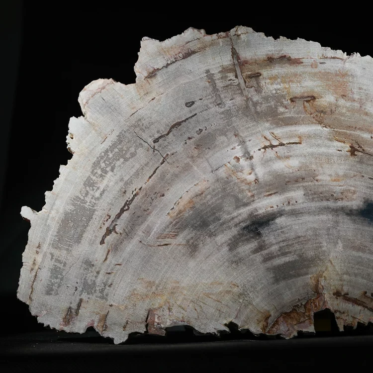 wielki-drzewo-skamieniale-plaster-dekoracja-skamielina (2).webp