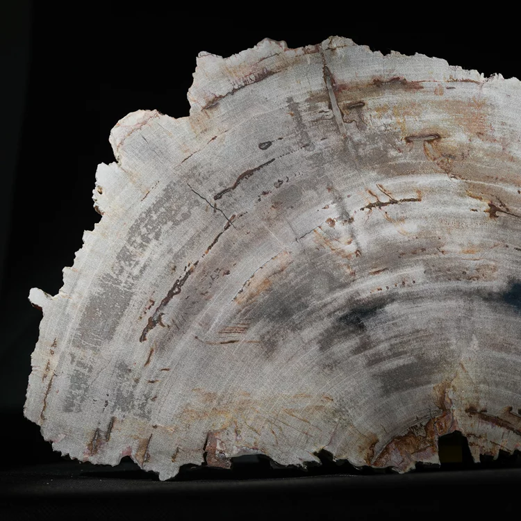 wielki-drzewo-skamieniale-plaster-dekoracja-skamielina (2).webp