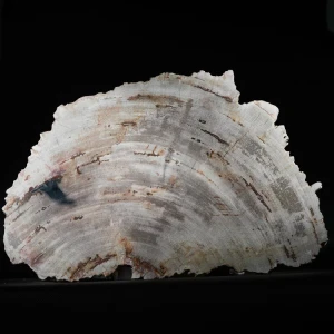 wielki-drzewo-skamieniale-plaster-dekoracja-skamielina (3).webp