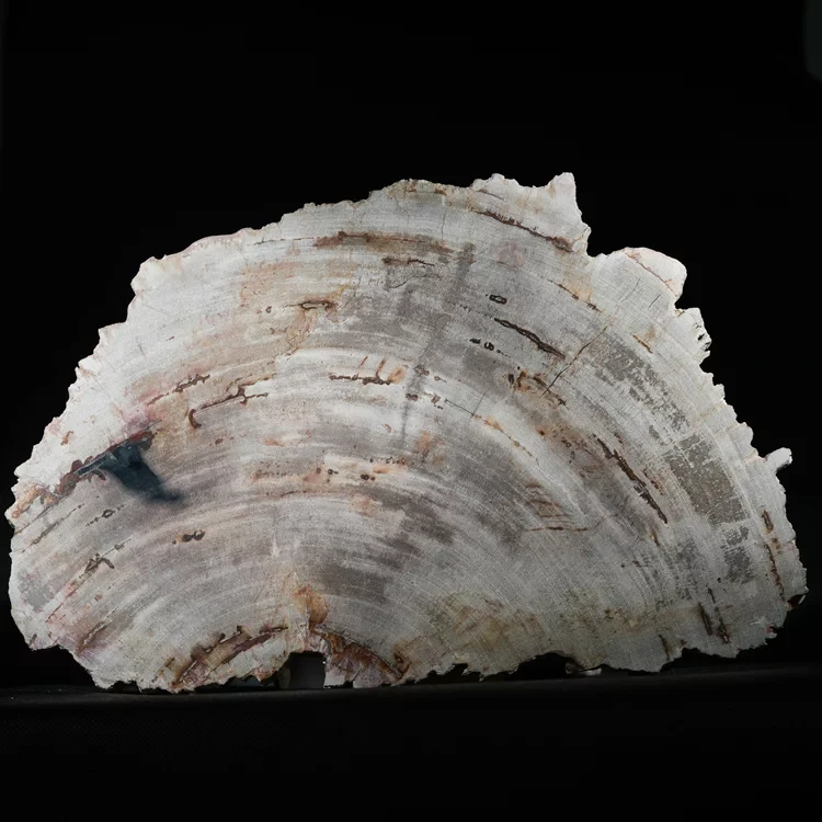 wielki-drzewo-skamieniale-plaster-dekoracja-skamielina (3).webp