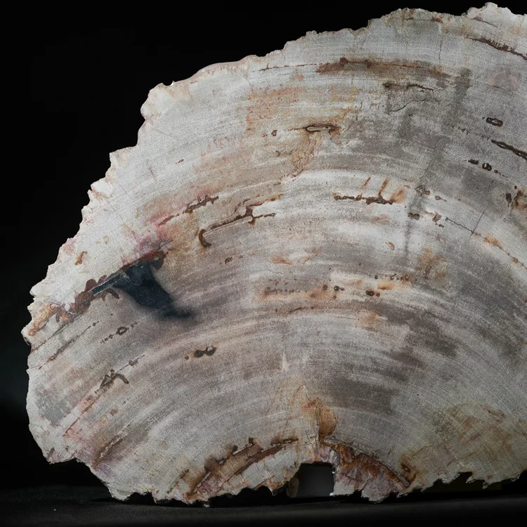 wielki-drzewo-skamieniale-plaster-dekoracja-skamielina (4).webp