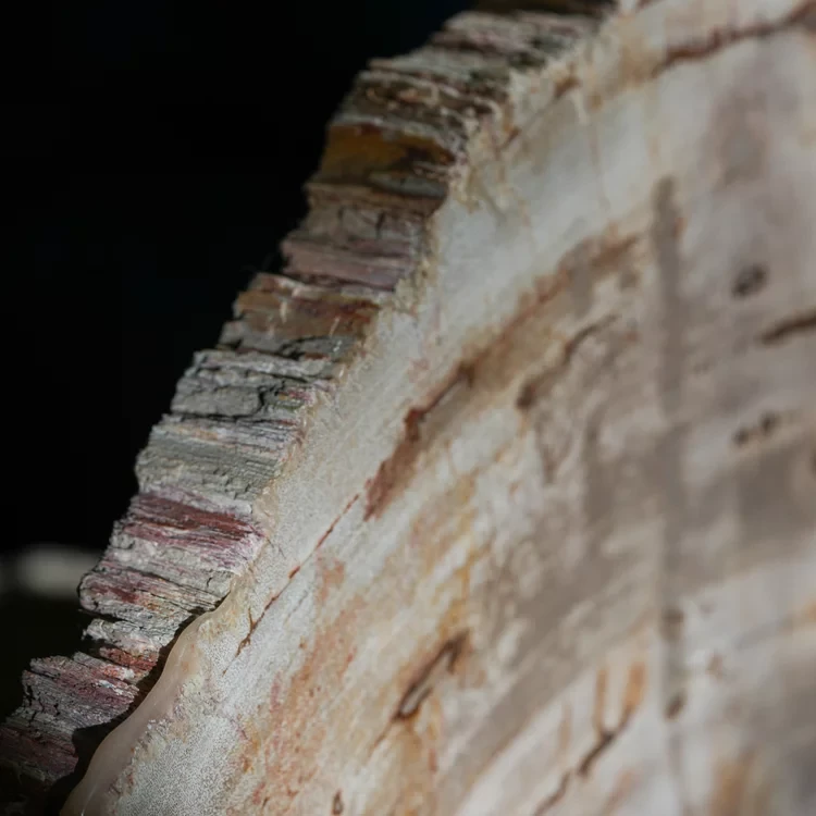 wielki-drzewo-skamieniale-plaster-dekoracja-skamielina (5).webp