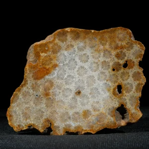 skamieniałe-koralowce-naturalna-skamielina-indonezja (7) (Copy).webp