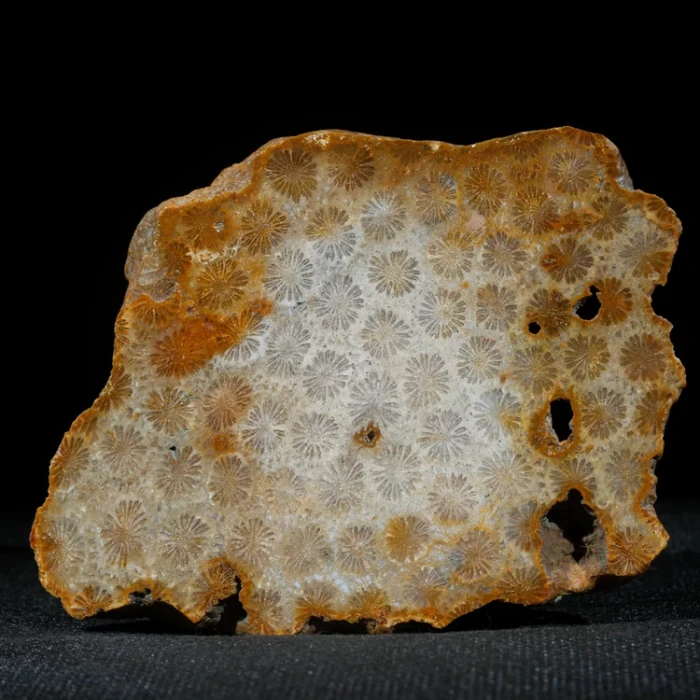 skamieniałe-koralowce-naturalna-skamielina-indonezja (7) (Copy).webp