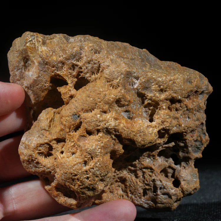 skamieniałe-koralowce-naturalna-skamielina-indonezja (9) (Copy).webp