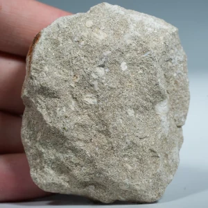 skamienialy-zab-rekina-skamieliny-naturalne (2) (Copy).webp