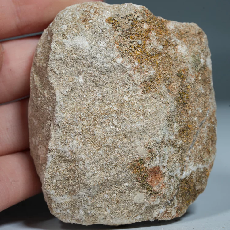 skamienialy-zab-rekina-skamieliny-naturalne (11) (Copy).webp