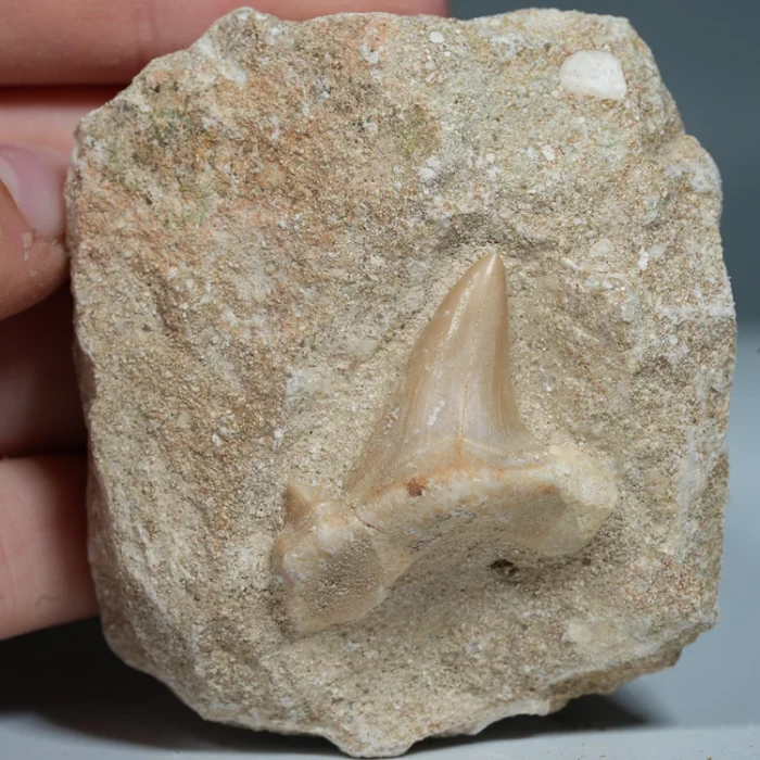 skamienialy-zab-rekina-skamieliny-naturalne (13) (Copy).webp