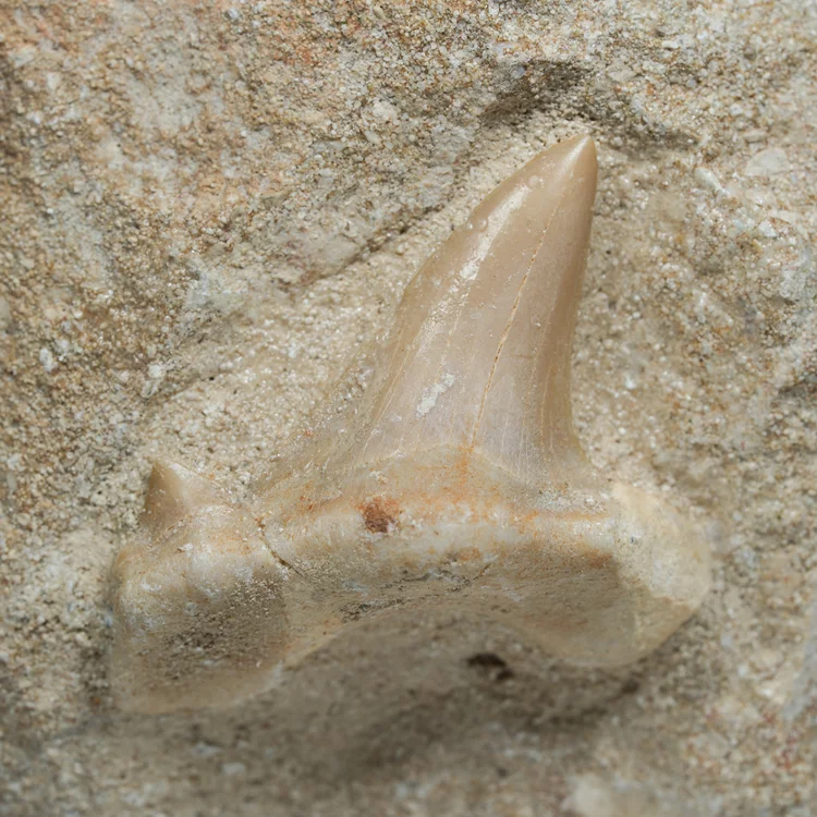 skamienialy-zab-rekina-skamieliny-naturalne (15) (Copy).webp