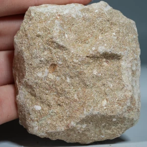 skamienialy-zab-rekina-skamieliny-naturalne (14) (Copy).webp
