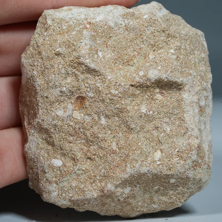 skamienialy-zab-rekina-skamieliny-naturalne (14) (Copy).webp