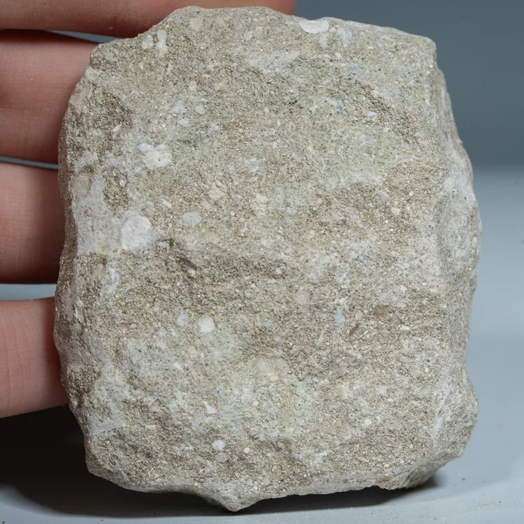 skamienialy-zab-rekina-skamieliny-naturalne (20) (Copy).webp