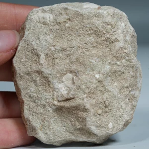 skamienialy-zab-rekina-skamieliny-naturalne (23) (Copy).webp