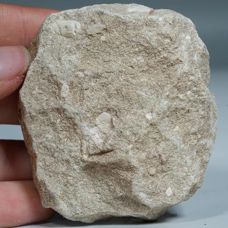 skamienialy-zab-rekina-skamieliny-naturalne (23) (Copy).webp