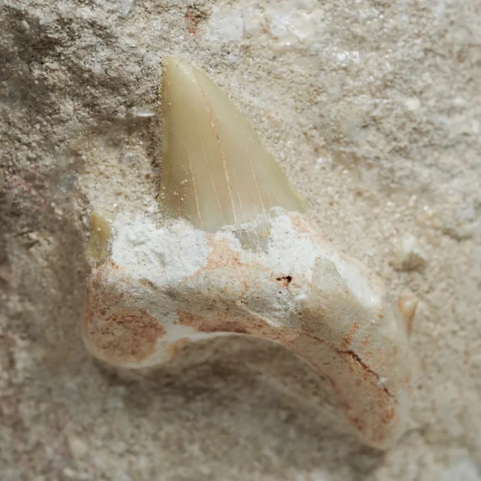 skamienialy-zab-rekina-skamieliny-naturalne (27) (Copy).webp