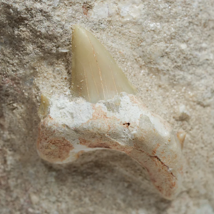 skamienialy-zab-rekina-skamieliny-naturalne (27) (Copy).webp