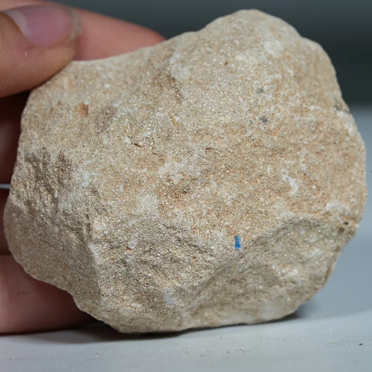 skamienialy-zab-rekina-skamieliny-naturalne (29) (Copy).webp