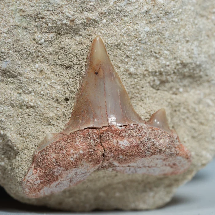 skamienialy-zab-rekina-skamieliny-naturalne (39) (Copy).webp
