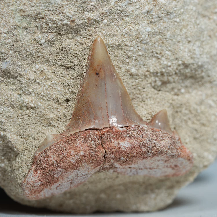 skamienialy-zab-rekina-skamieliny-naturalne (39) (Copy).webp