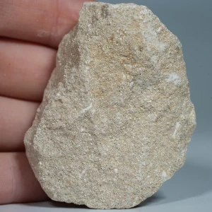 skamienialy-zab-rekina-skamieliny-naturalne (38) (Copy).webp