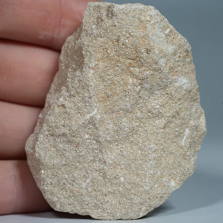 skamienialy-zab-rekina-skamieliny-naturalne (38) (Copy).webp