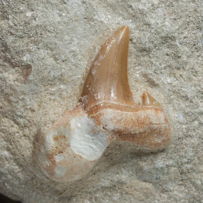 skamienialy-zab-rekina-skamieliny-naturalne (42) (Copy).webp